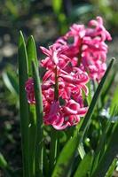 Hyacinthus orientalis flor macro antecedentes familia asparagaceae foto