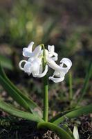 Hyacinthus orientalis flower macro background family asparagaceae photo