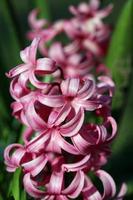 Hyacinthus orientalis flor macro antecedentes familia asparagaceae