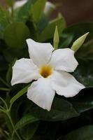 Mandevilla bella flower chilean jasmine family apocynaceae background photo