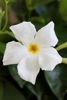 Mandevilla bella flower chilean jasmine family apocynaceae background photo