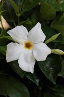 Mandevilla bella flower chilean jasmine family apocynaceae background photo