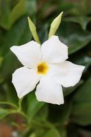 Mandevilla bella flower chilean jasmine family apocynaceae background photo