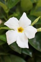 Mandevilla bella flower chilean jasmine family apocynaceae background photo