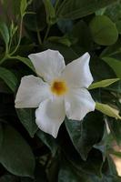 Mandevilla bella flower chilean jasmine family apocynaceae background photo