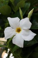 Mandevilla bella flower chilean jasmine family apocynaceae background photo