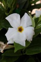 Mandevilla bella flower chilean jasmine family apocynaceae background photo