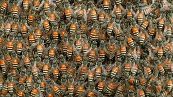 gros plan d'un essaim d'abeilles travaillant sur un nid d'abeilles. video