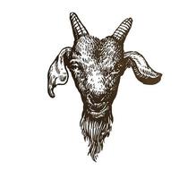 Goat head hand drawing illustration vector