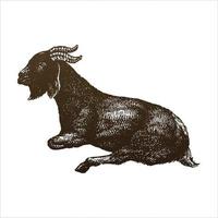 Goat hand drawing engraving style illustration vector