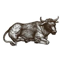 Cow hand drawing engraving style illustration