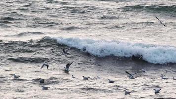 gaivotas brincando com grandes ondas em câmera lenta no pôr do sol video