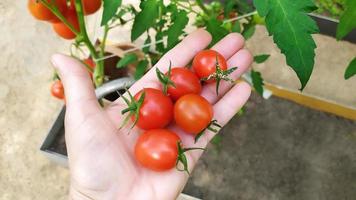 un manojo de tomates pequeños en la mano foto