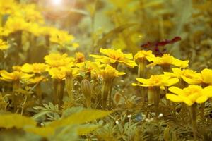 Yellow flowers in sunbeams in autumn photo