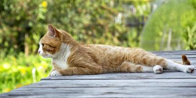 The cat lies on a wooden background photo