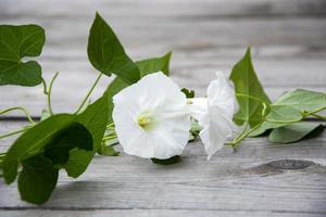 Loach with white flowers on a wooden background photo