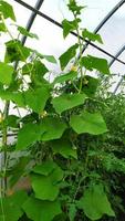 Liana of cucumbers growing in a greenhouse photo