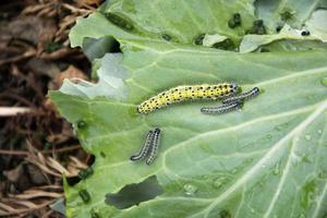 Caterpillars devour green cabbage leaves