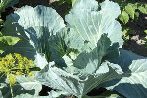 Cabbage does not curl up into a head of cabbage photo
