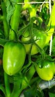 Green fruits of tomatoes on a bush in a greenhouse photo