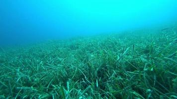 Two big grey gurnards are swimming on sea grasses at the deep video