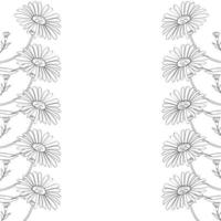 Arnica, border pattern vector