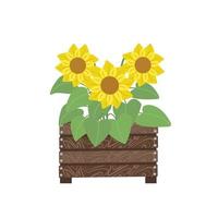 Bouquet sunflowers in wooden box. Illustration in flat style, isolated vector