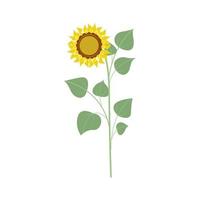 Big sunflower flower. Illustration in flat style, isolated vector