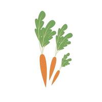 Bunch of carrots, autumn harvest. Illustration in flat style, isolated vector