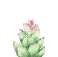 suculento, ramo verde, cactus. Ilustración acuarela. vector