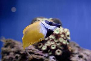 Underwater image of fish in the sea photo