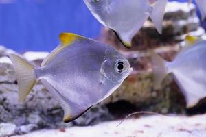 imagen submarina de peces en el mar foto