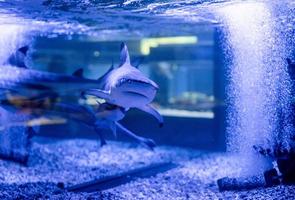 Underwater image of small sharks swimming in aquarium in oceanarium