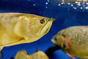 Underwater image of fish in the sea photo