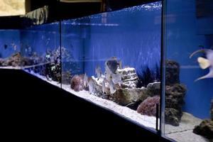 Aquariums with fish in oceanarium