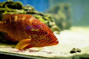 Underwater image of fish in the sea photo