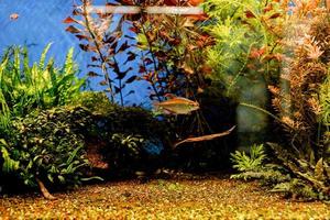 Aquariums with fish in oceanarium photo