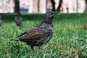Common starling bird on green grass
