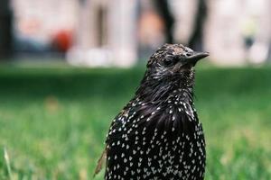 Common starling bird on green grass photo