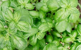 Fresh basil in the garden or greenhouse photo