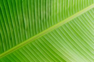 Banana leaf texture photo