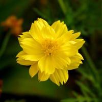 Yellow cosmos flower in the garden photo