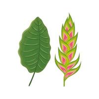 flower heliconia with leaf isolated icon vector