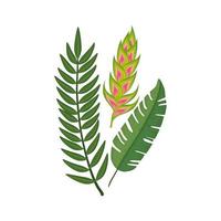 flower heliconia with leafs isolated icon vector