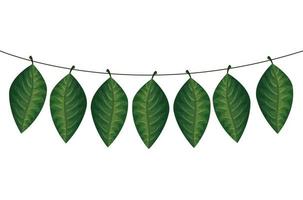 set of leafs tropicals hanging isolated icon vector