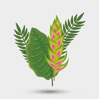 flower heliconia with leafs isolated icon vector