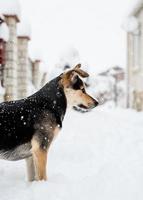 Adorable mixed breed dog playing in the snow in the backyard photo