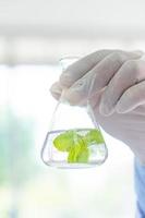 Scientist conducting an experiment on a plant photo