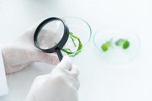 Scientist conducting an experiment on a plant photo