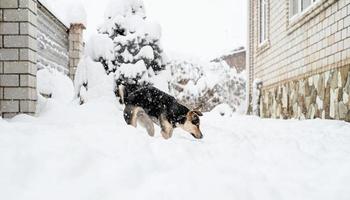 Adorable mixed breed dog playing in the snow in the backyard photo